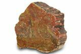 Colorful, Polished Petrified Wood (Araucarioxylon) - Arizona #371676-1